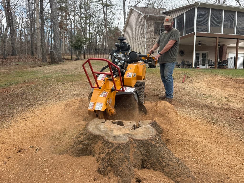 Grinding a massive tree stump in a residential backyard with Bandit SG-40 stump grinder